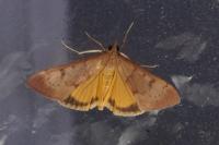 Uresiphita gilvata