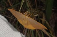 Watsonalla uncinula