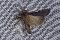 Xestia c-nigrum