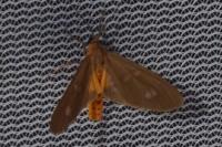 Dysauxes famula