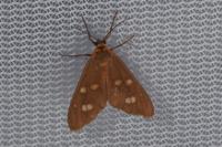 Dysauxes punctata