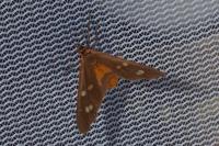 Dysauxes punctata