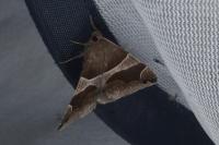 Dysgonia algira