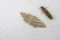 Idaea mediaria