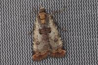 Epilecta linogrisea