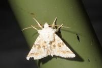 Eremobia ochroleuca
