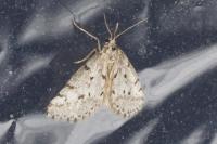 Eumannia oranaria
