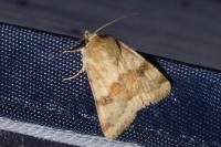 Heliothis viriplaca