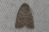 Hoplodrina respersa