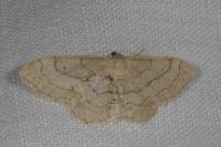 Idaea aversata