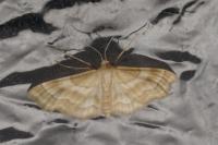 Idaea circuitaria