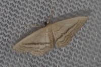 Idaea mediaria