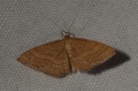 Idaea ochrata