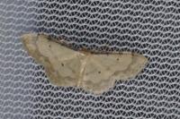 Idaea politaria