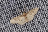 Idaea rusticata