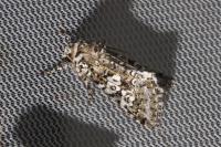 Lamprosticta culta