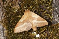 Malacosoma castrense