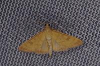 Mecyna auralis
