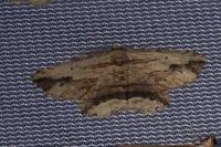 Menophra abruptaria