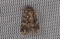 Callopistria latreillei