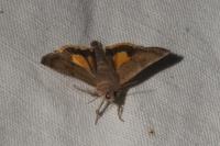 Noctua interjecta