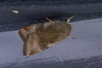 Noctua janthe/janthina