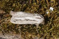 Pachypasa limosa