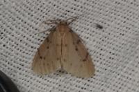 Paidia rica