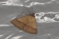Phytometra viridaria
