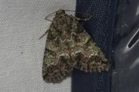 Polyphaenis sericata