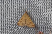 Pyrausta despicata