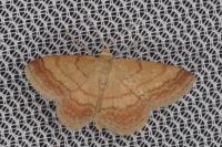 Scopula rubiginata