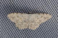 Scopula submutata roseonitens