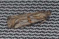 Asalebria florella