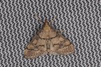 Metasia cuencalis bourgognei
