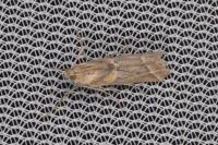 Ancylosis cinnamomella