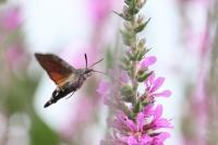 Macroglossum stellatarum