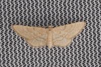 Idaea belemiata helianthemata