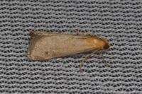 Eurhodope cirrigerella