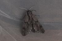 Hyloicus pinastri/maurorum