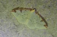 Opisthograptis luteolata