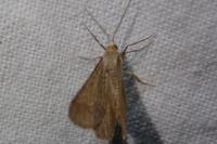 Isturgia murinaria