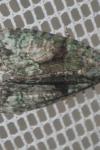 Cryphia algae