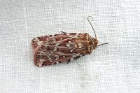 Lycophotia porphyrea
