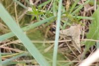 Helicoverpa armigera