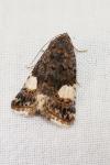 Tyta luctuosa