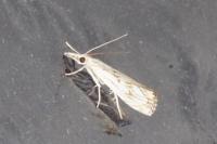 Catoptria falsella