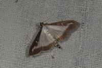 Cydalima perspectalis