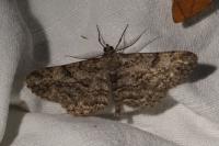 Peribatodes rhomboidaria rhomboidaria