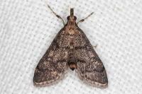 Metasia cuencalis bourgognei